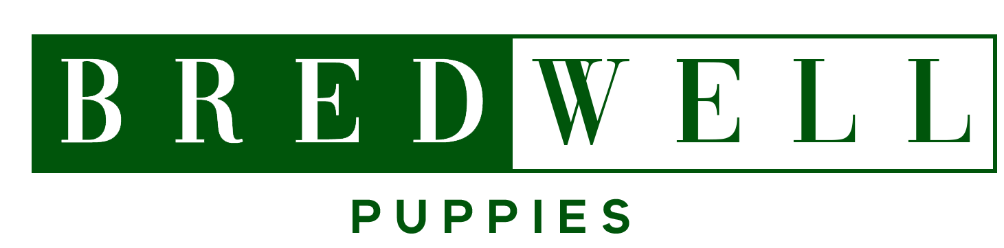 Cavoodles For Sale.  Spoodles For Sale.  Moodles For Sale. Groodles For Sale. Breeder of Dog Melbourne