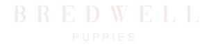 Bredwell Puppies For Sale Melbourne